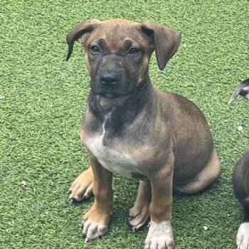 Erika 2500 -  Mixed Breed Dog for Adoption in Loxahatchee Groves, Florida - Erika 2500 | PetCurious