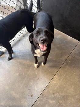 Thing 2 -  Labrador Retriever Dog for Adoption in Republic, Missouri - Thing 2 | PetCurious