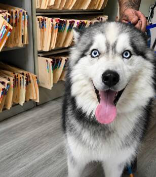 Nolan -  Siberian Husky and Alaskan Malamute Dog for Adoption in San Rafael, California - Nolan | PetCurious