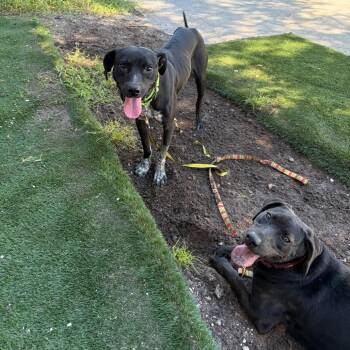 Zephyr -  Black Labrador Retriever and Mixed Breed Dog for Adoption in Pinellas Park, Florida - Zephyr | PetCurious