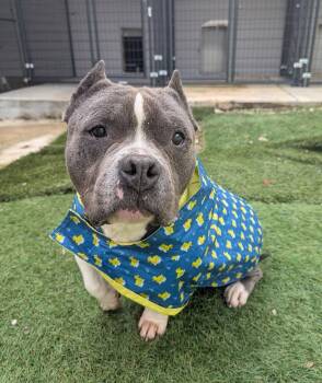 Theo -  American Bulldog Dog for Adoption in Calhoun, Georgia - Theo | PetCurious