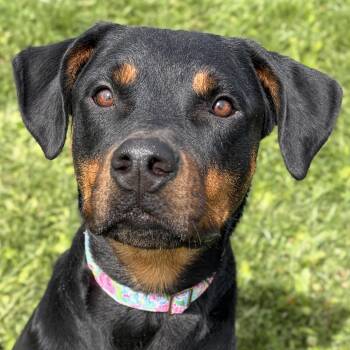 Rottweiler Dogs Available for Adoption in Jefferson, Wisconsin - Violet- Looking For A Foster! | PetCurious