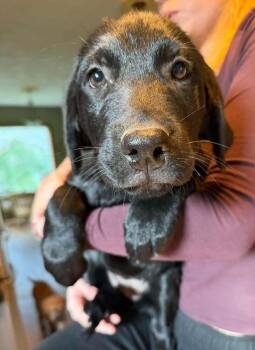Raven Shadow -  Rottweiler and Great Pyrenees Dog for Adoption in Waunakee, Wisconsin - Raven Shadow | PetCurious