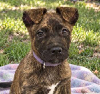 Clover (AO37587) -  Labrador Retriever Dog for Adoption in Kansas City, Kansas - Clover (AO37587) | PetCurious