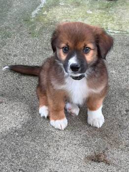 Kili -  Australian Shepherd Dog for Adoption in Columbus, Ohio - Kili | PetCurious