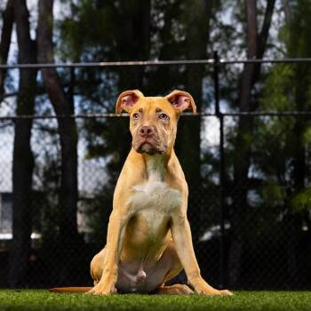 Mixed Breed Dogs Available for Adoption in Jupiter, Florida - Biscoff | PetCurious