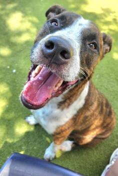 Boss -  Mixed Breed and Pit Bull Terrier Dog for Adoption in Austin, Texas - Boss | PetCurious