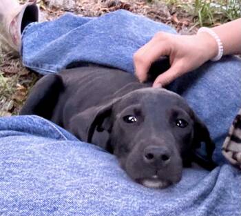Black Labrador Retriever Dogs Available for Adoption in Jacksonville, Florida - Tessa | PetCurious
