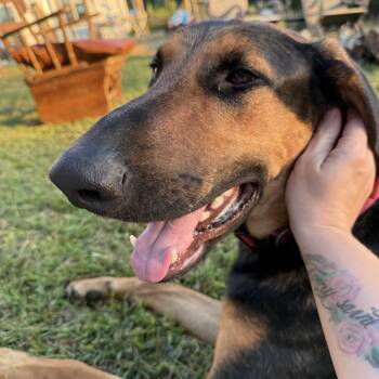 Schofield - Community Post -  Great Dane and Hound Dog for Adoption in Floyd, Virginia - Schofield - Community Post | PetCurious