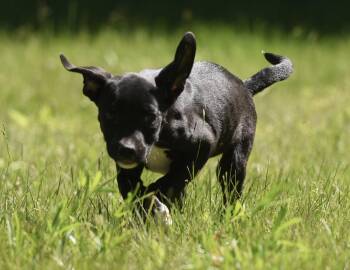 Radar -  German Shepherd Dog and Labrador Retriever Dog for Adoption in Mechanicsburg, Pennsylvania - Radar | PetCurious