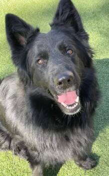 German Shepherd Dog Dogs Available for Adoption in Littleton, Colorado - Kali | PetCurious