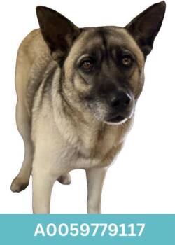 Rescue Shepherd and Siberian Husky Dogs for Adoption in Red Bluff, California - Lydia | PetCurious