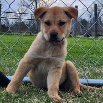 Yellow Labrador Retriever and Black Mouth Cur Dogs Available for Adoption - Funshine Care Bear | PetCurious