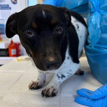 Jack Russell Terrier and Feist Dogs Available for Adoption in Nashville, Tennessee - Albert | PetCurious