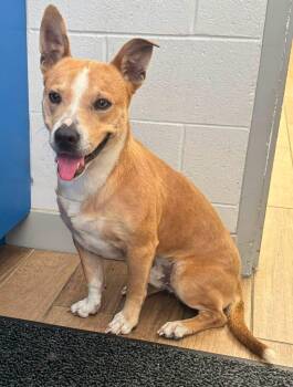 Dutton -  Carolina Dog Dog for Adoption in Rowlett, Texas - Dutton | PetCurious