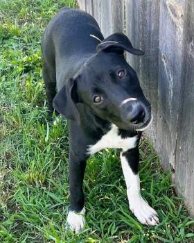 Rescue Labrador Retriever and Yellow Labrador Retriever Dogs for Adoption in Little Rock, Arkansas - Akela | PetCurious