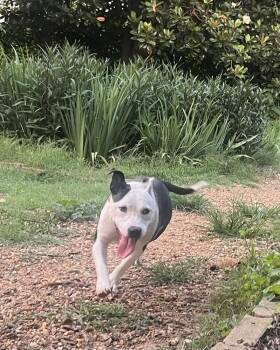 kathleen -  Mixed Breed Dog for Adoption in Acworth, Georgia - Kathleen | PetCurious