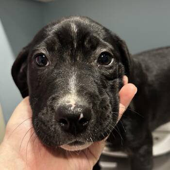 Mela -  Mixed Breed Dog for Adoption in Chattanooga, Tennessee - Mela | PetCurious