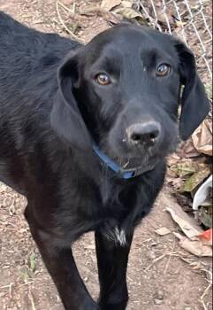 Rescue Poodle and Labrador Retriever Dogs for Adoption in Liverpool, Texas - Aggie | PetCurious