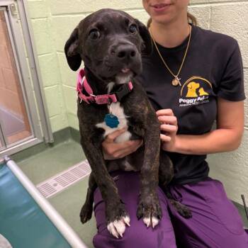 Speckles -  Mixed Breed Dog for Adoption in West Palm Beach, Florida - Speckles | PetCurious