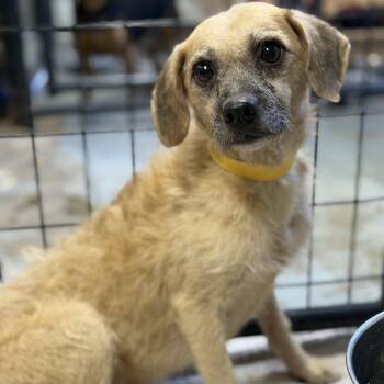 Lolo -  Mixed Breed Dog for Adoption in Columbia, South Carolina - Lolo | PetCurious