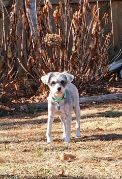 Schnauzer and Shih Tzu Dogs Available for Adoption - Valerie | PetCurious
