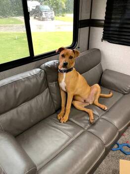 Alfie -  Pit Bull Terrier Dog for Adoption in Gainesville, Virginia - Alfie | PetCurious