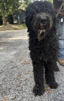Bruce -  Poodle and Mixed Breed Dog for Adoption in Saint Clairsville, Ohio - Bruce | PetCurious