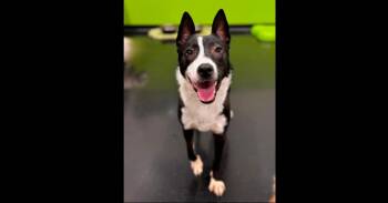 Husky and Staffordshire Bull Terrier Dogs Available for Adoption in Naperville, Illinois - Alex | PetCurious