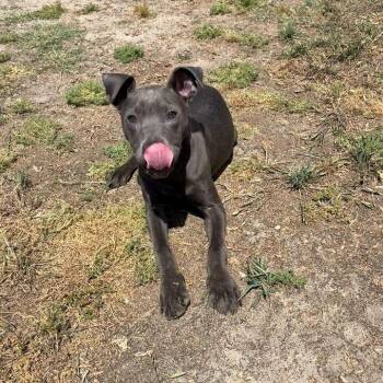 Pit Bull Terrier Dogs Available for Adoption in Valdosta, Georgia - Beau | PetCurious