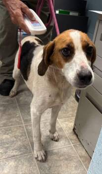 Loretta - At shelter available to 7/2 -  Hound Dog for Adoption in Rustburg, Virginia - Loretta - At Shelter Available To 7/2 | PetCurious