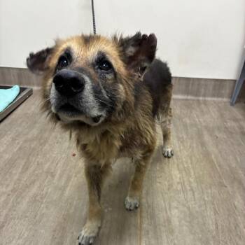 Atlas -  German Shepherd Dog Dog for Adoption in Pasadena, California - Atlas | PetCurious