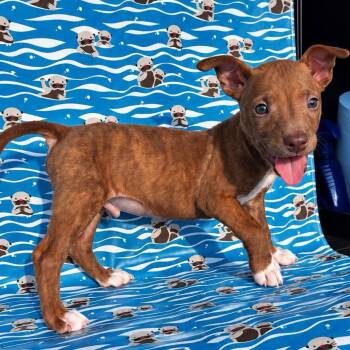 Trey -  Terrier Dog for Adoption in Grand Bay, Alabama - Trey | PetCurious