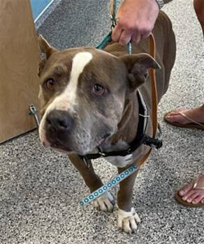 Mixed Breed Dogs Available for Adoption - A134845 | PetCurious