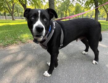 Cole -  Labrador Retriever and Husky Dog for Adoption in Ventura, California - Cole | PetCurious