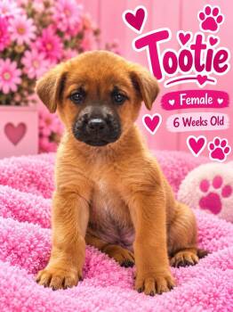 Tootie -  Black Mouth Cur and Shepherd Dog for Adoption in Fort Worth, Texas - Tootie | PetCurious