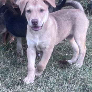 Tito -  Mixed Breed Dog for Adoption in Bismarck, North Dakota - Tito | PetCurious