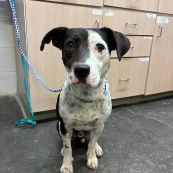 Pepper -  Australian Cattle Dog Blue Heeler Dog for Adoption in Evensville, Tennessee - Pepper | PetCurious