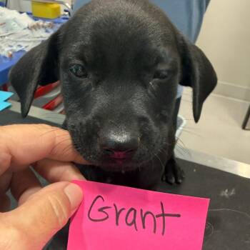 Grant 22407 -  Labrador Retriever and Mixed Breed Dog for Adoption in Cumming, Georgia - Grant 22407 | PetCurious