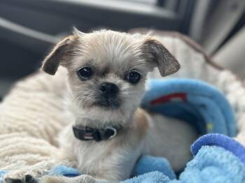 Shih Tzu and Mixed Breed Dogs Available for Adoption in Marion, Texas - Gidget | PetCurious