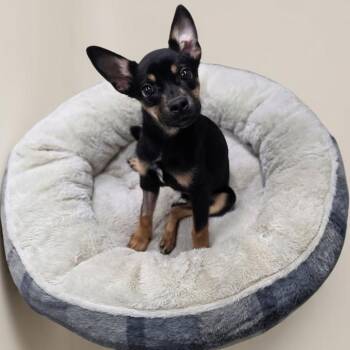 Annie -  Chihuahua and Mixed Breed Dog for Adoption in Enid, Oklahoma - Annie | PetCurious
