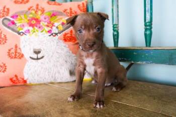 Cilantro -  Border Collie and Shepherd Dog for Adoption in San Antonio, Texas - Cilantro | PetCurious