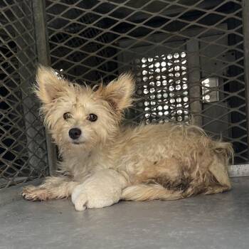 Hannah -  Terrier Dog for Adoption in Edinburg, Texas - Hannah | PetCurious