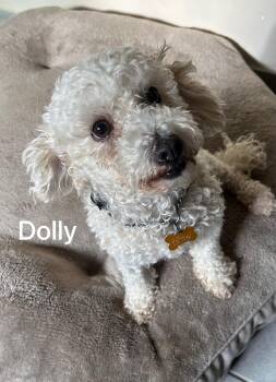Dolly -  Poodle Dog for Adoption in San Diego, California - Dolly | PetCurious