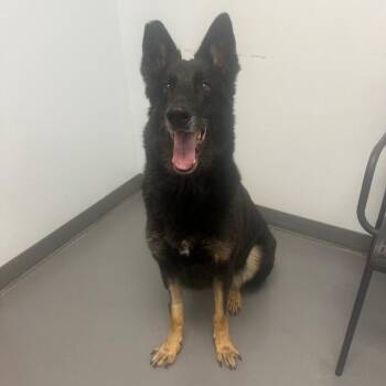 Athena -  Shepherd and Mixed Breed Dog for Adoption in Roanoke, Virginia - Athena | PetCurious