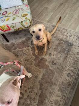 Rescue Labrador Retriever Dogs for Adoption in Palm Desert, California - Bobbi | PetCurious