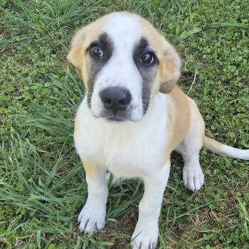 Collie and Boxer Dogs Available for Adoption in Glocester, Rhode Island - Annie | PetCurious