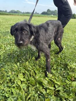 Yip -  Miniature Schnauzer Dog for Adoption in Wooster, Ohio - Yip | PetCurious