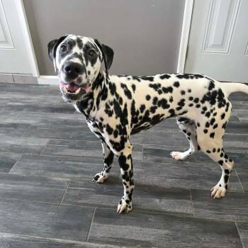 Dalmatian Dogs Available for Adoption - Dice | PetCurious