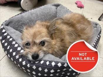 Hazel -  Yorkshire Terrier and Maltese Dog for Adoption in Lowell, Massachusetts - Hazel | PetCurious